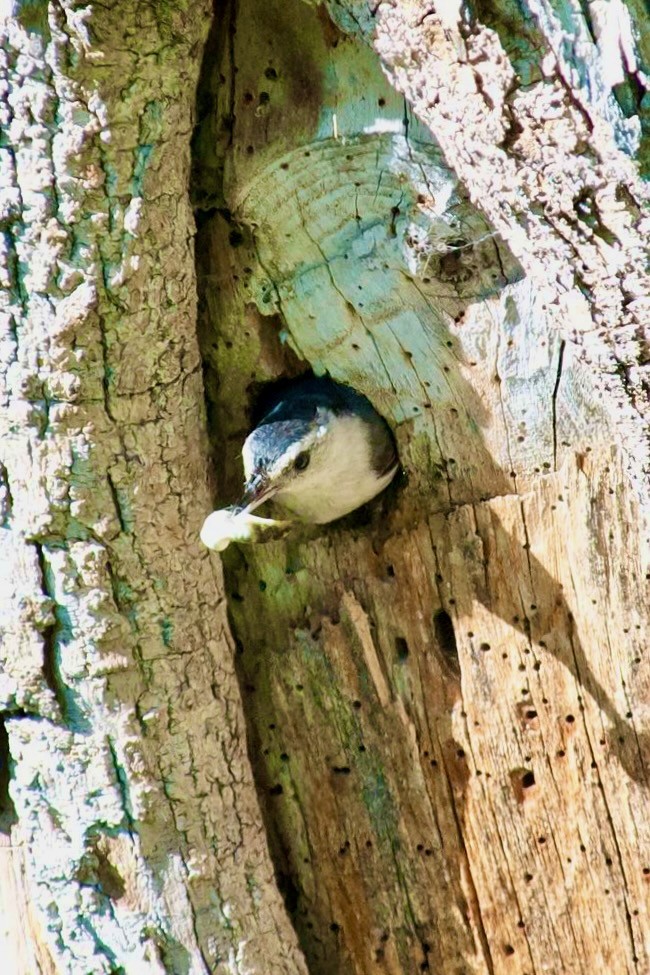 White-breasted Nuthatch removing fecal sac from nest is by HarmonyonPlanet Earth is licensed under CC BY 2.0.
